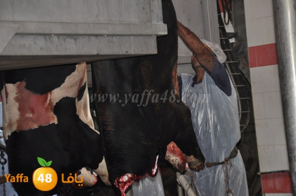 Jam3iya la7m3n (6).JPG